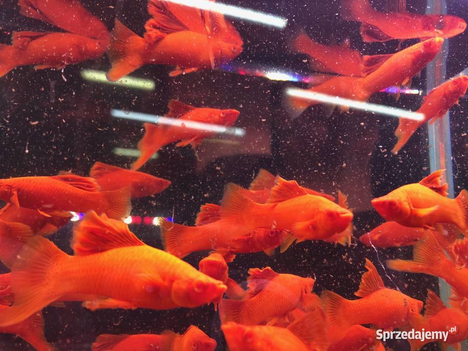 Mieczyk kalafior cauliflower polski krajowy Justynów