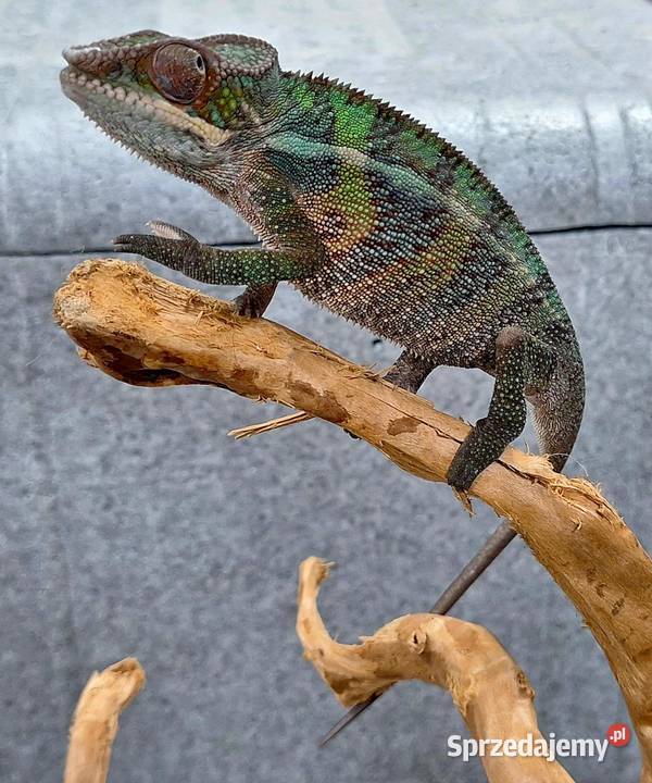 Kameleon lamparci samiczka Wołomin