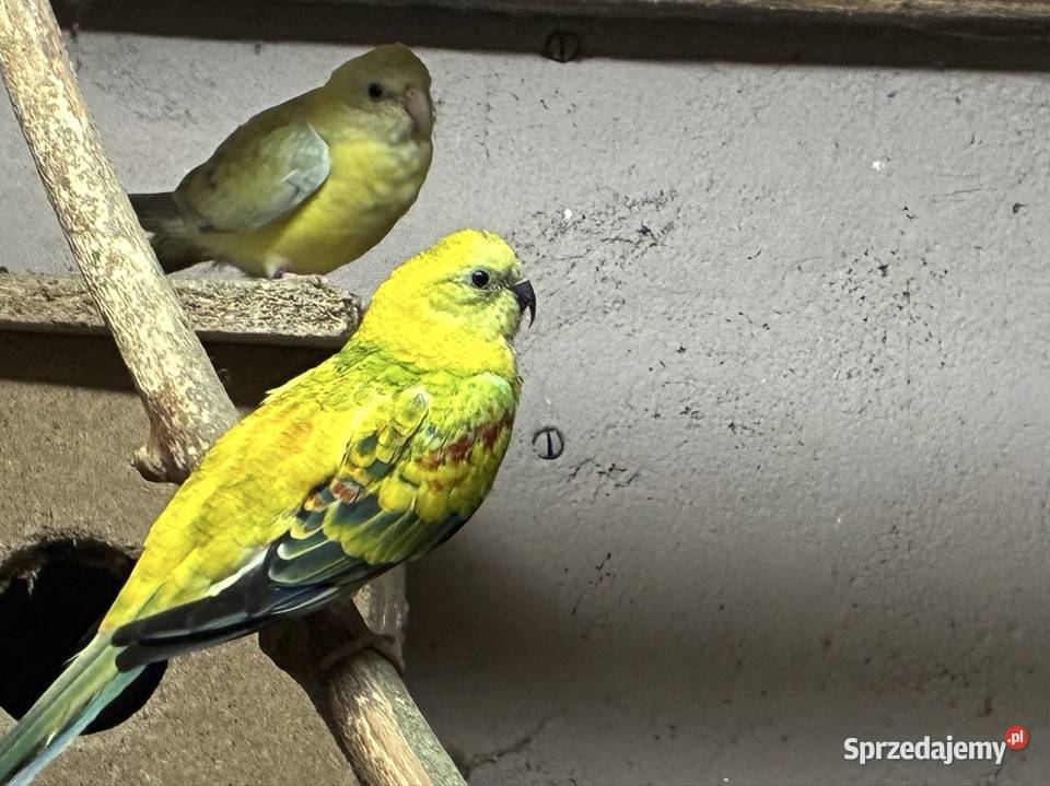 Świergotki seledynowe para Zofiowo