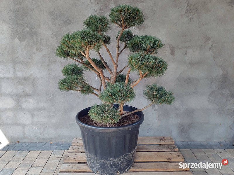 Sosna pospolita formowana 094 NIWAKI BONSAI Iglaste śląskie Częstochowa