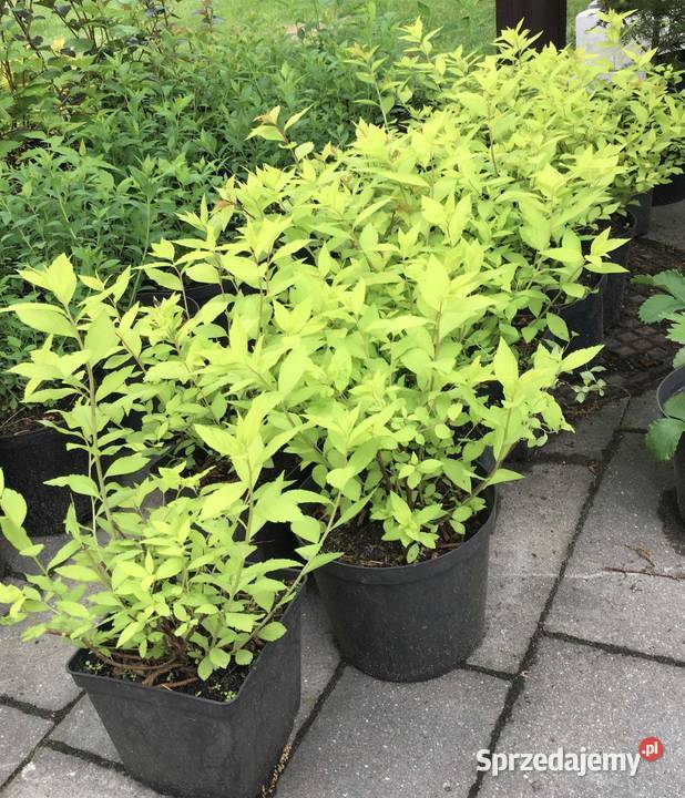 Sprzedam ukorzenione sadzonki tawuł japońskich Warszawa