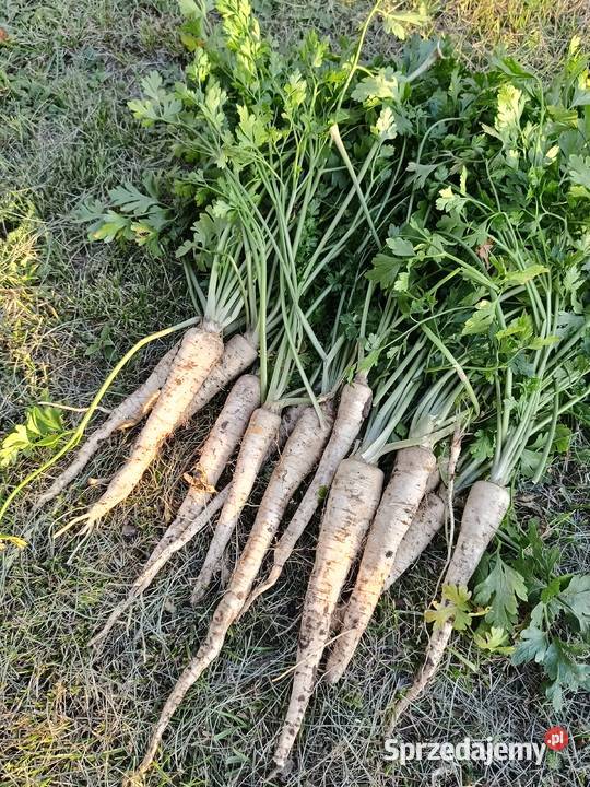 Sprzedam pietruszke kujawsko-pomorskie Bilno