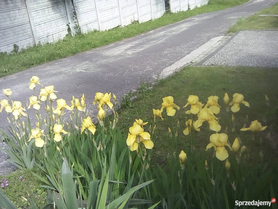 Żółte irysy o dużych kwiatach śląskie Pszów