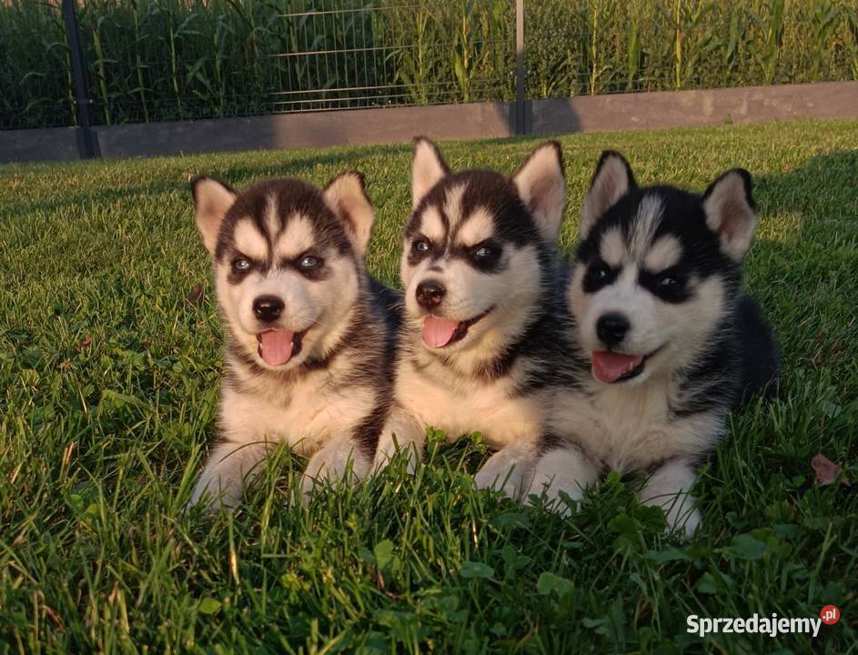 Szczeniaczki Siberian husky z elitarnym łódzkie