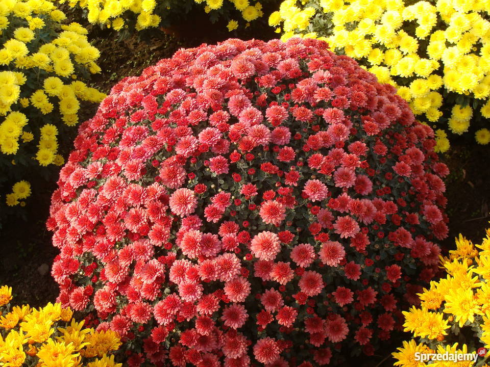 chryzantemy świętokrzyskie Gałkowice-Ocin