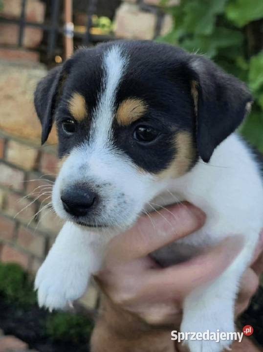 szczeniaki Jack russell terrier z rodowodem Nysa sprzedam