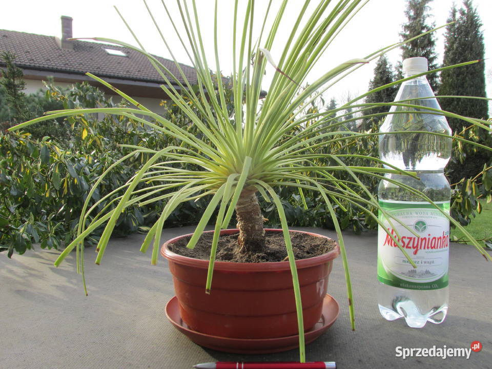 Kilkunastoletnia agawa na pieńku agave stricta Kraków