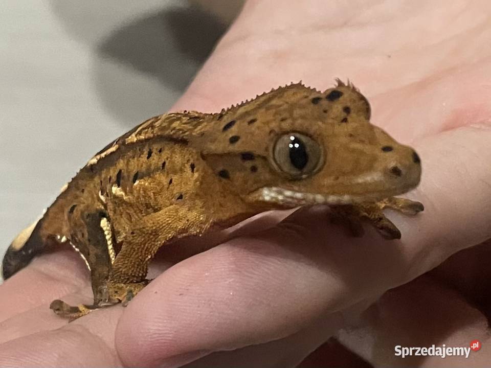 Gekon orzęsiony Dalmatian Gostkowo