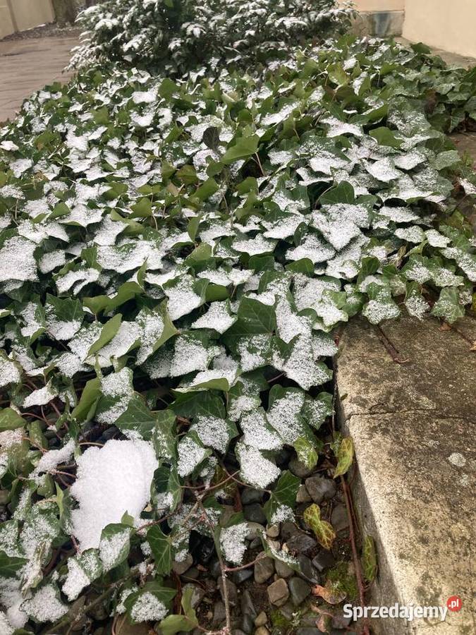Bluszcz Hedera Helix zimozielony Duże Sadzonki sprzedam