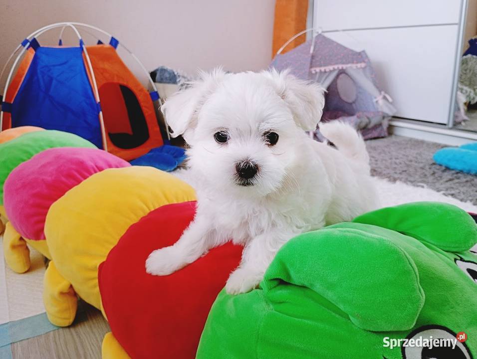 Maltańczyk szczenię piesek Racibórz