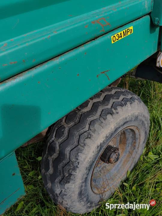 Rozrzutnik obonika opolskie Borki Małe