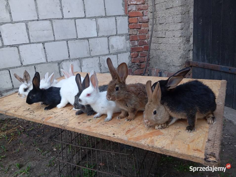 Młode króliki samce samice okazja Sierniki sprzedam