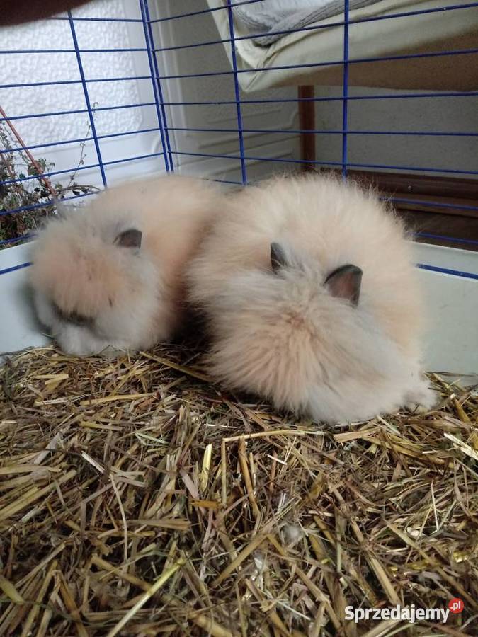 Mini lopymini teddy Gryzonie Jasło