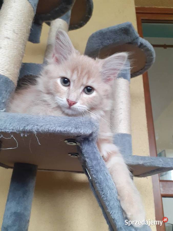 Śliczna Koteczka Syberyjska IGA Sochaczew