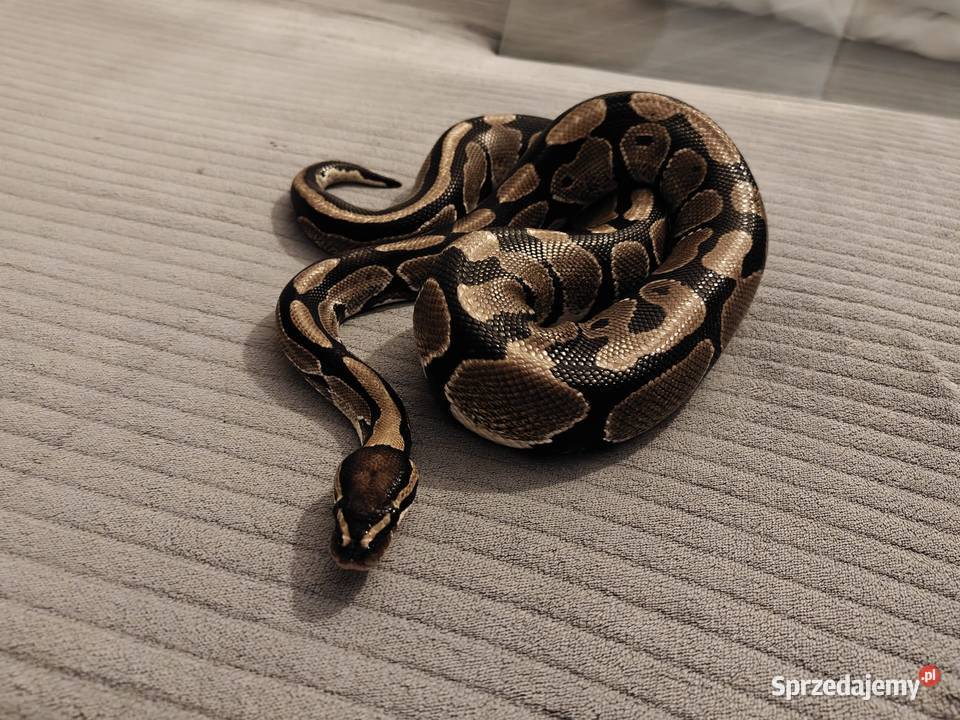 Pyton królewski pyton regius razem z terrarium Zwierzęta Jastrzębie-Zdrój