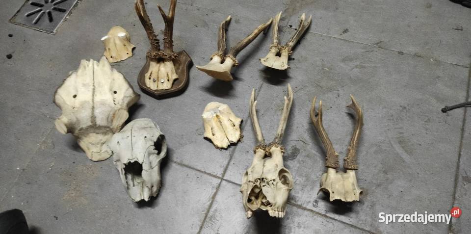 Zestaw parostkow z czaszkami