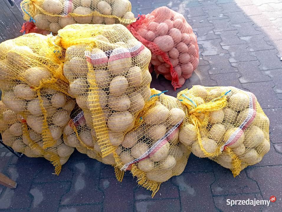 ZIEMNIAKI odm Gala Prosto Rolnika Jadalne Golasowice sprzedam