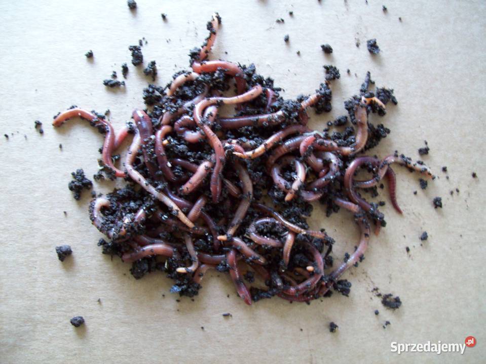 Dżdżownice kalifornijskie Oryginalne
