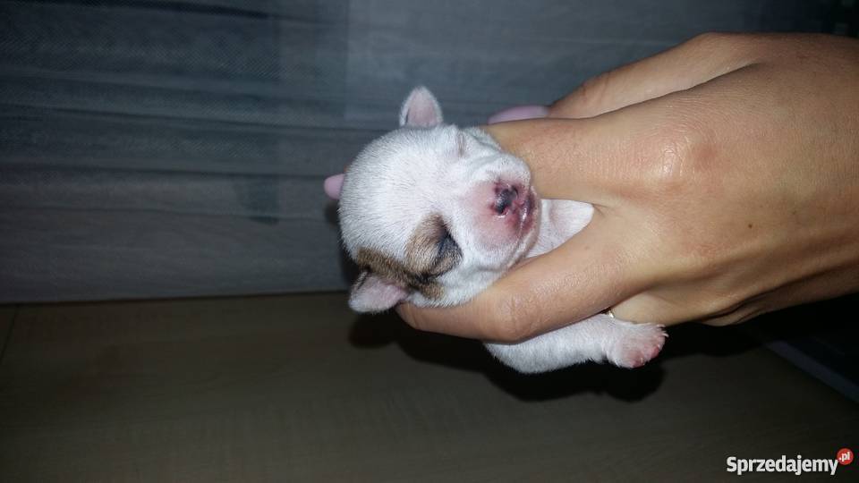 Chihuahua mikro pieski chłopcy Świeszyno sprzedam