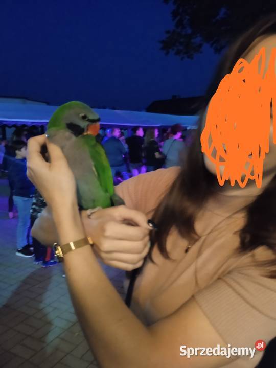 Papuga ręcznie karmiona Aleksandretta Chińska Ptaki śląskie Żernica
