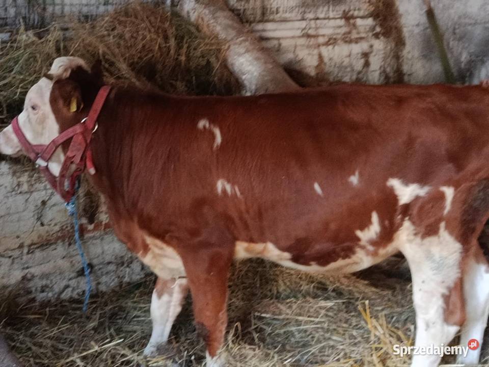 Sprzedam jałówkę sprzedam