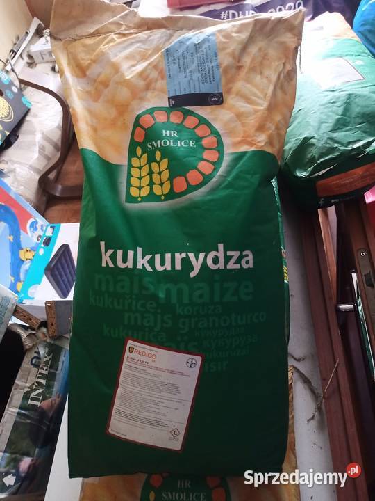 Kukurydza siew Rolnictwo Karsin