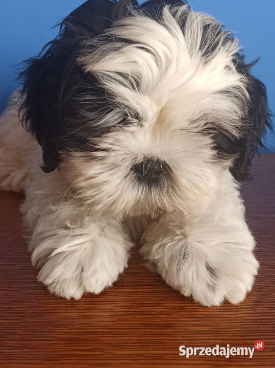 Shih Tzu piesek 4pokoleniowy rodowód ZHPR UCI Zawiercie sprzedam