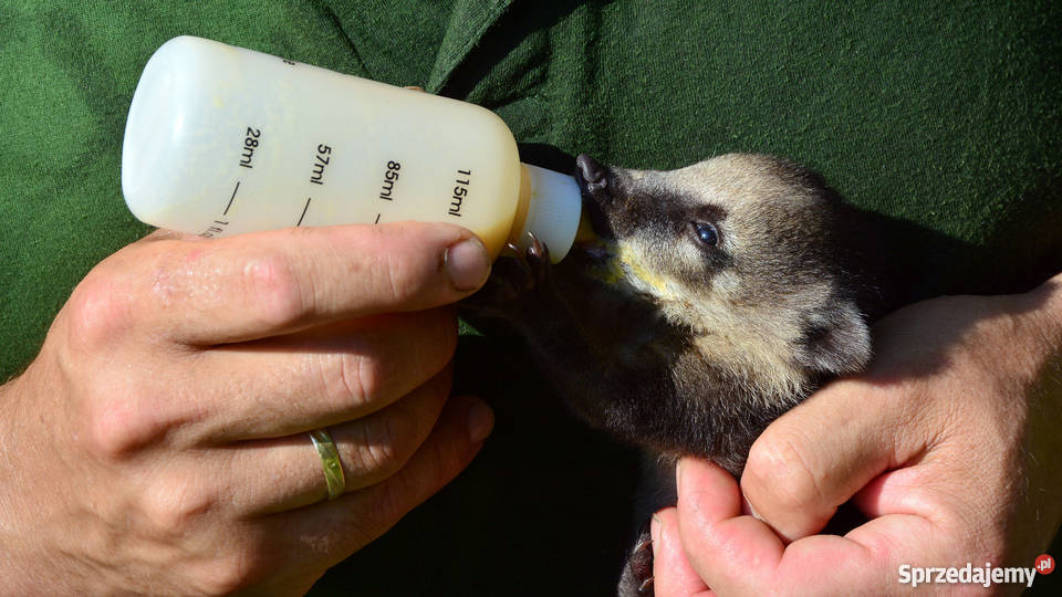 OSTRONOS KOATI nasua nasua młode 2 miesiące wielkopolskie Piła