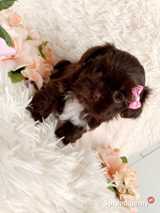 Czekoladowa suczka rasy ShihTzu