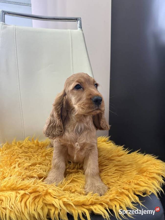 Cocker spaniel Kalisz