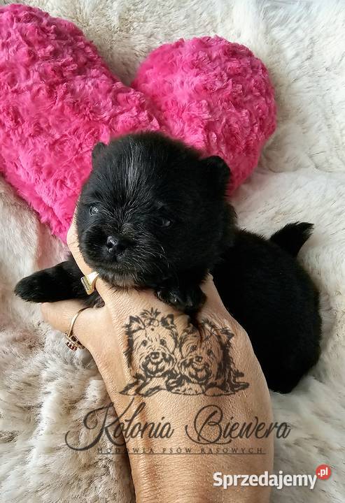 Szpic MiniaturowyPomeranian piesek czarny ze Sędziejowice