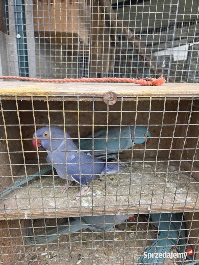 Aleksandretty aleksandretta obrozna wielkoa śląskie Częstochowa