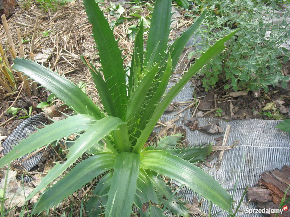 BANANOWCE BAMBUSY KAKTUSY GUNERA Wrocław