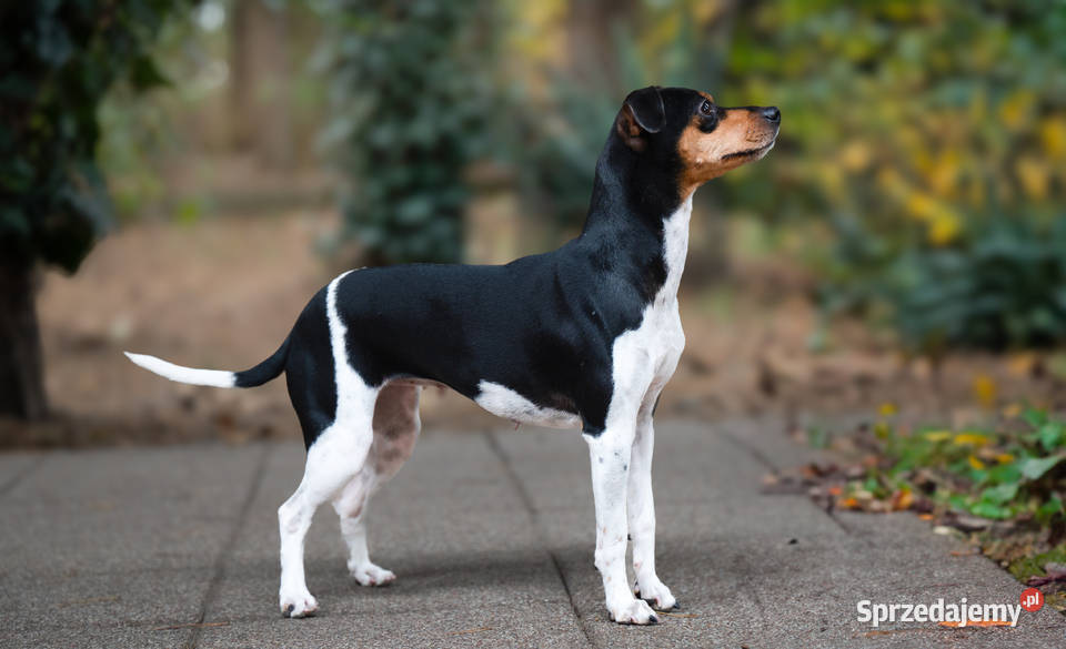 TERIER BRAZYLIJSKI szczenięta z rodowodem Ostrów Mazowiecka