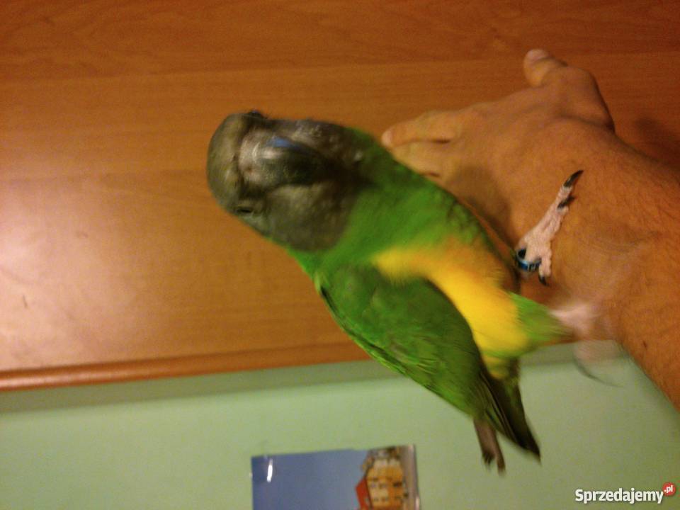 Senegalka afrykanka SAMICA 2011r ręcznie Jasło