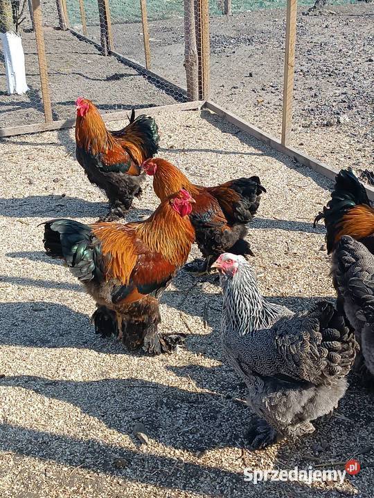 Koguty Brahma sprzedam zamienię