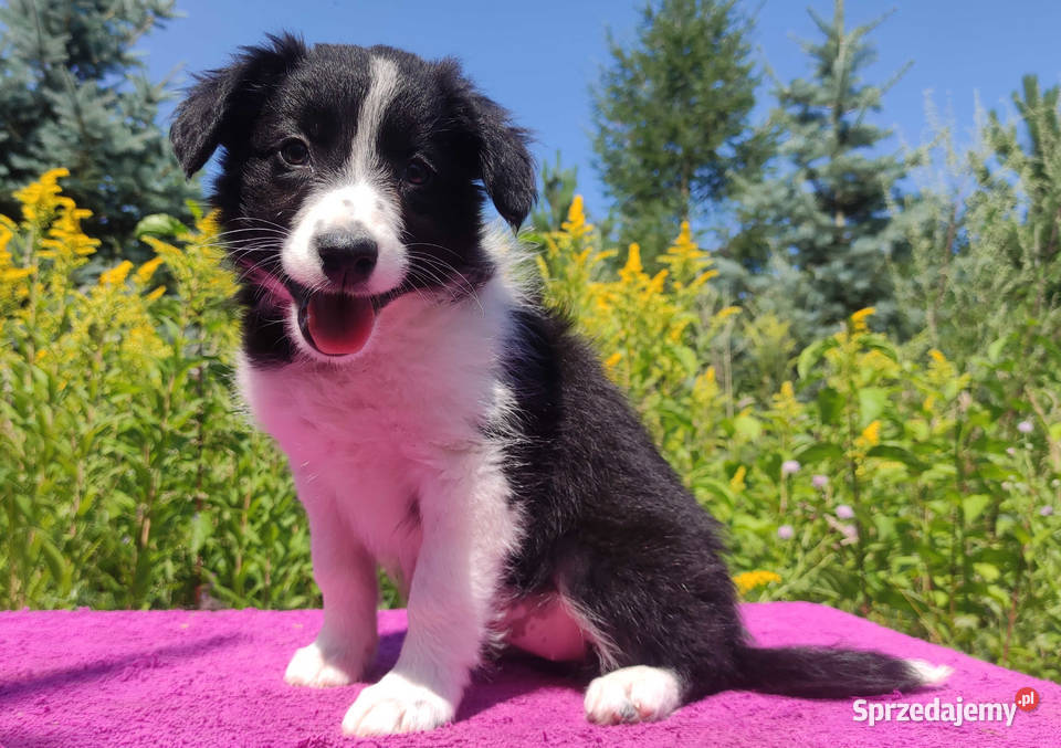Szczeniak BORDER COLLIE z Hodowli Rasowa suczka Iwonicz