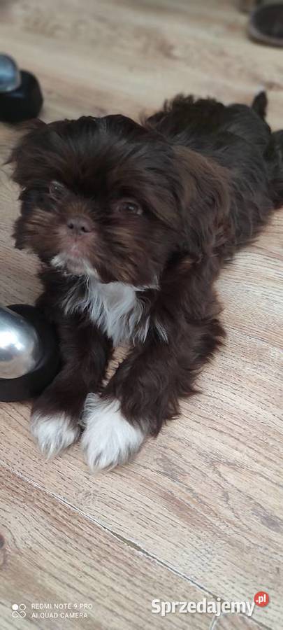 Czekoladowe Shihtzu SWKiPR WKU PPK Łódź sprzedam