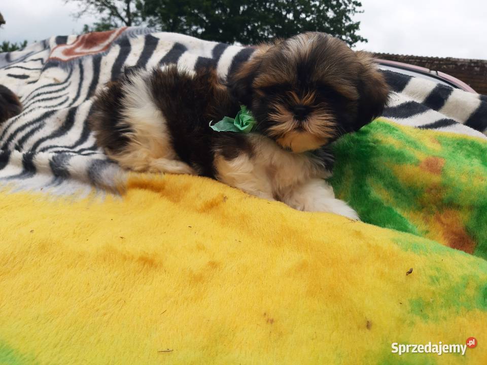 Pieski shih tzu śliczne i zadbane Szczecinek sprzedam