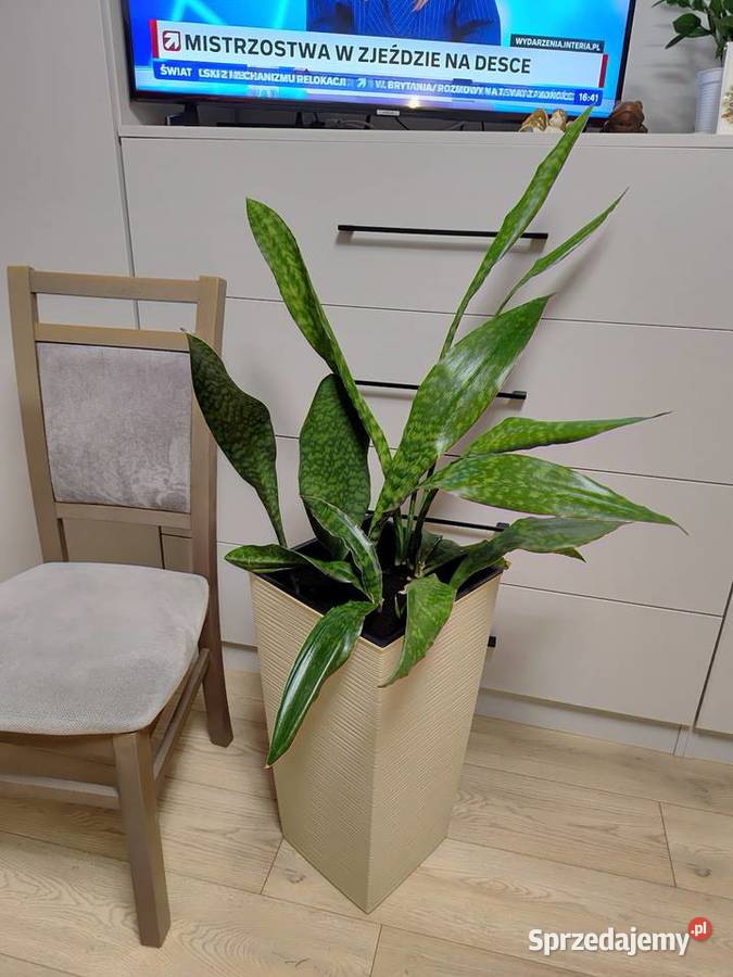 Sanseveria Ogród Wacławice