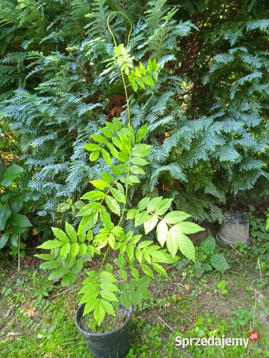 Do sprzedania Trzmielina Pozostałe Dębica sprzedam
