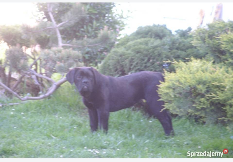 Cane Corso FCI suczka zagraniczne krycie