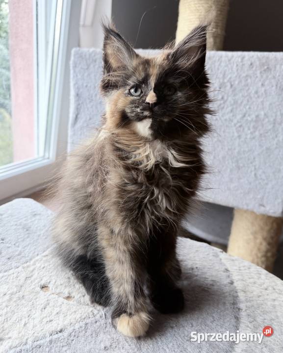 Maine Coon Szylkretka Zorza Wińsko