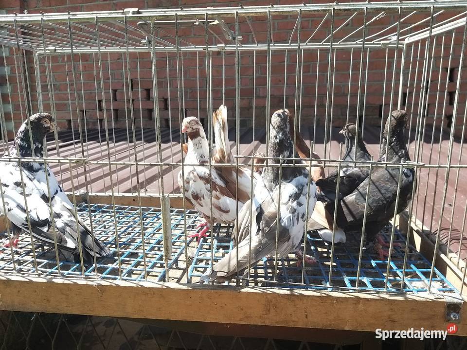 Gołębie wywrotki naziemne lubelskie Kazimierz Dolny