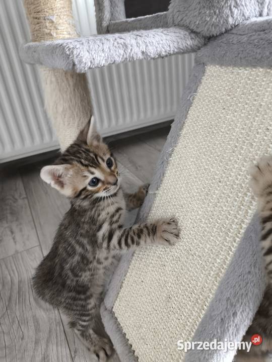 Kotki bengalskie dolnośląskie Nielubia