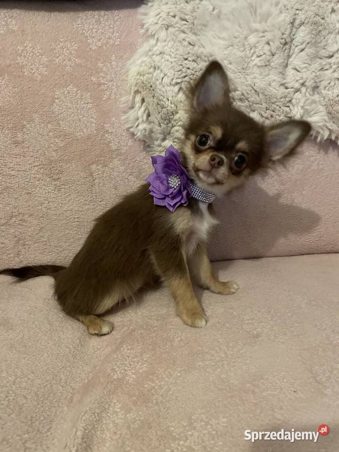 Mini sunia 15 Czekolada Chihuahua długowłosa Trzebnica sprzedam