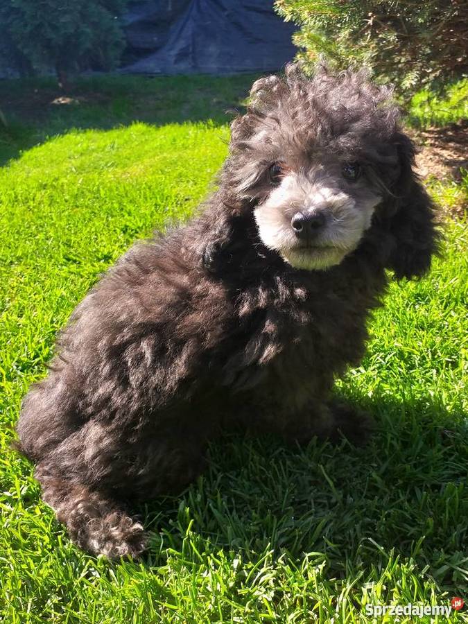 Pudel toy srebrny małopolskie Polanka Wielka