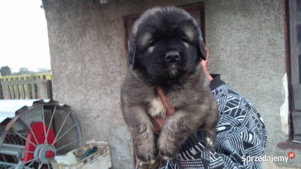 Owczarek kaukaski wielkopolskie Babiak