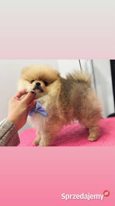 Pomeranian mini BoboTyp Misia pomorskie Kolbudy