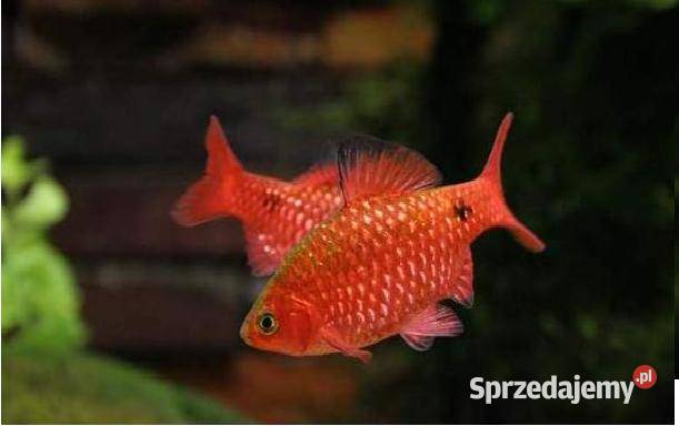 Brzanka różowa NEONOWA Pethia conchonius Barbus Gdańsk
